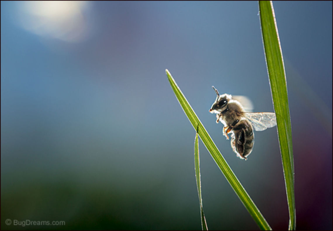 Looping & Twisting | Apis mellifera Tracing an elliptical orbit, a honey bee loops<br />
and twists through a garden's<br />
linear architecture.<br />
<br />
Wild Light Post: <a href="http://www.bugdreams.com/archives/twisting/" rel="nofollow">http://www.bugdreams.com/archives/twisting/</a> Apis mellifera,Apis mellifera ligustica,European honey bee,Italian honey bee,Western honey bee,bee,beekeeping,flight,flower,grass,green,hive,honey,honey bee,honeybee,insect,invertebrate,motion,plant,pollen