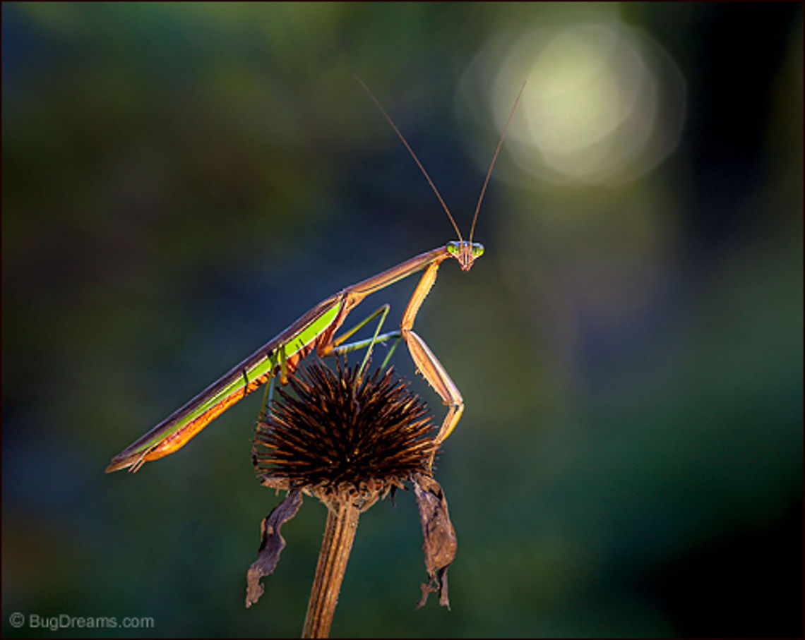 A Hint of Heartbreak | Tenodera aridifolia sinensis A mantis rules a conquered coneflower,<br />
 a sleepless widow bewitched<br />
 by a hint of heartbreak.<br />
<br />
Wild Light Post: <a href="http://www.bugdreams.com/archives/heartbreak/" rel="nofollow">http://www.bugdreams.com/archives/heartbreak/</a> Chinese Mantis,Dictyoptera,Echinacea purpurea,Mantidae,Purple Coneflower,Tenodera aridifolia sinensis,Tenodera sinensis,entomology,garden,insect,invertebrate,mantid,mantis,nature,praying mantis