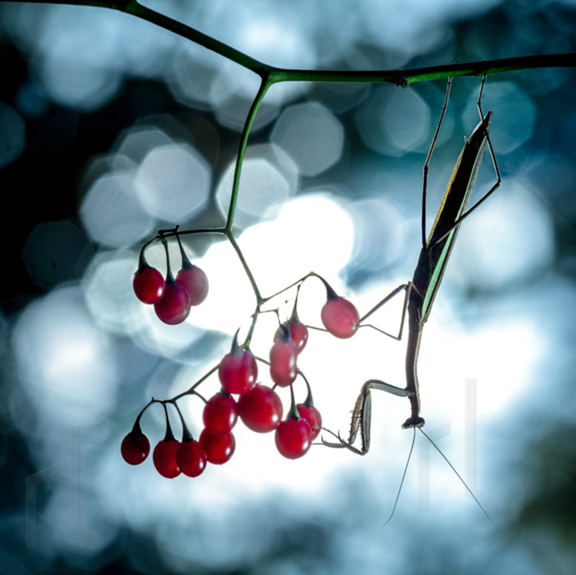 Praying mantis Praying mantis on vine Chinese mantis,Dictyoptera,Fall,Geotagged,Mantidae,Tenodera aridifolia sinensis,Tenodera sinensis,United States,entomology,garden,hunter,hunting,insect,invertebrate,mantid,mantis,praying mantis,predator
