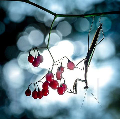 Praying mantis Praying mantis on vine Chinese mantis,Dictyoptera,Fall,Geotagged,Mantidae,Tenodera aridifolia sinensis,Tenodera sinensis,United States,entomology,garden,hunter,hunting,insect,invertebrate,mantid,mantis,praying mantis,predator