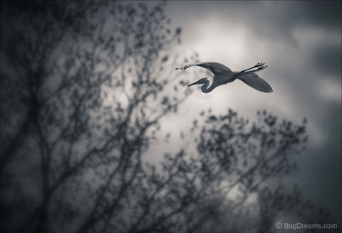 Mirage | Ardea alba An egret moves through the air like a mirage,
 collecting discarded pieces of the sun.

Wild Light Post: http://www.bugdreams.com/archives/mirage/
 Ardea alba,Common Egret,Great Egret,Great White Egret,Large Egret Great,White Heron,bird,egret,feathers,flight,white,wings