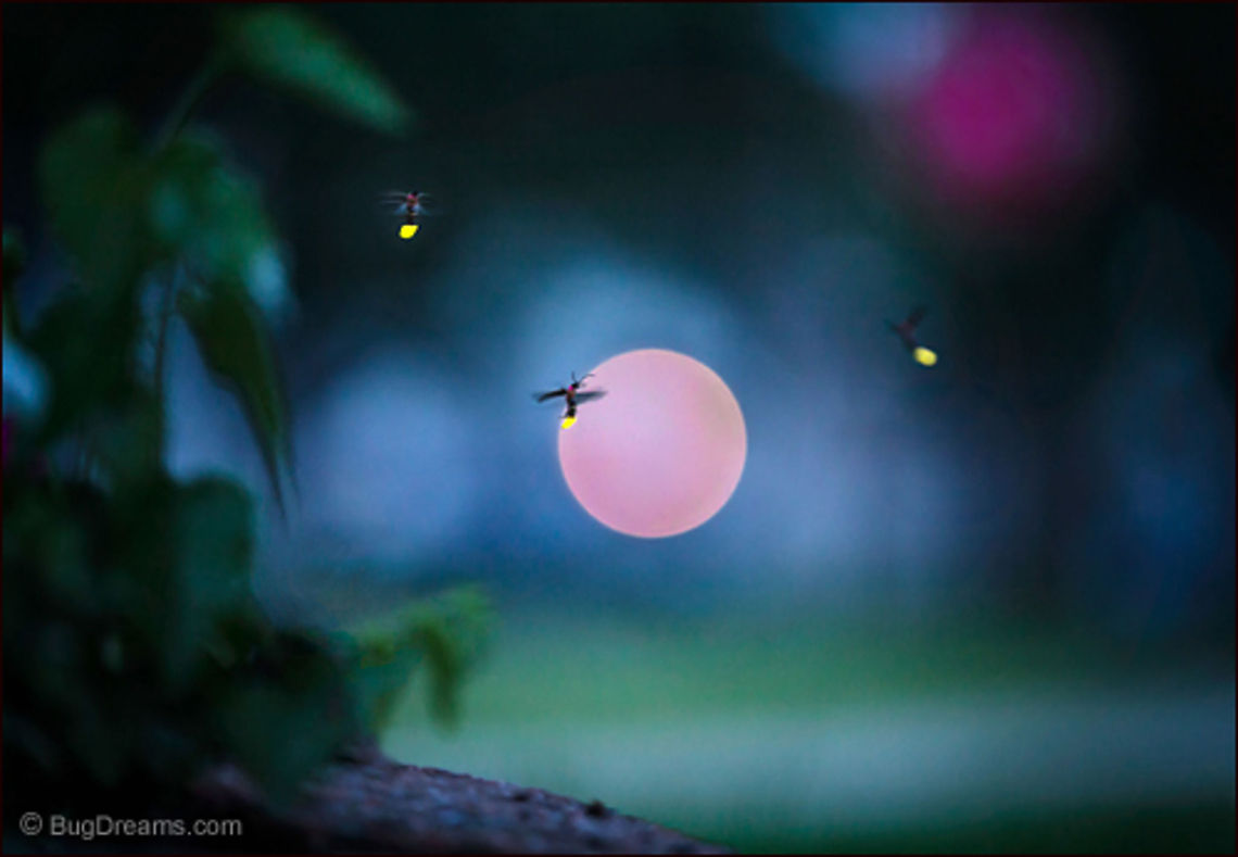 Dream of Fire | Photinus pyralis As the year runs out, fireflies spark<br />
 a fierce collision between night and day,<br />
 an unfinished dream of fire.<br />
<br />
Wild Light Post: <a href="http://www.bugdreams.com/archives/fire-dreams/" rel="nofollow">http://www.bugdreams.com/archives/fire-dreams/</a> Photinus pyralis,Photinus pyralis Blow,beetle,big dipper,biodiversity,bioluminescence,dusk,energy,evening,field,firefly,glow,glowworm,grass,insect,invertebrate,lampyridae,lawn,light,lightning bug