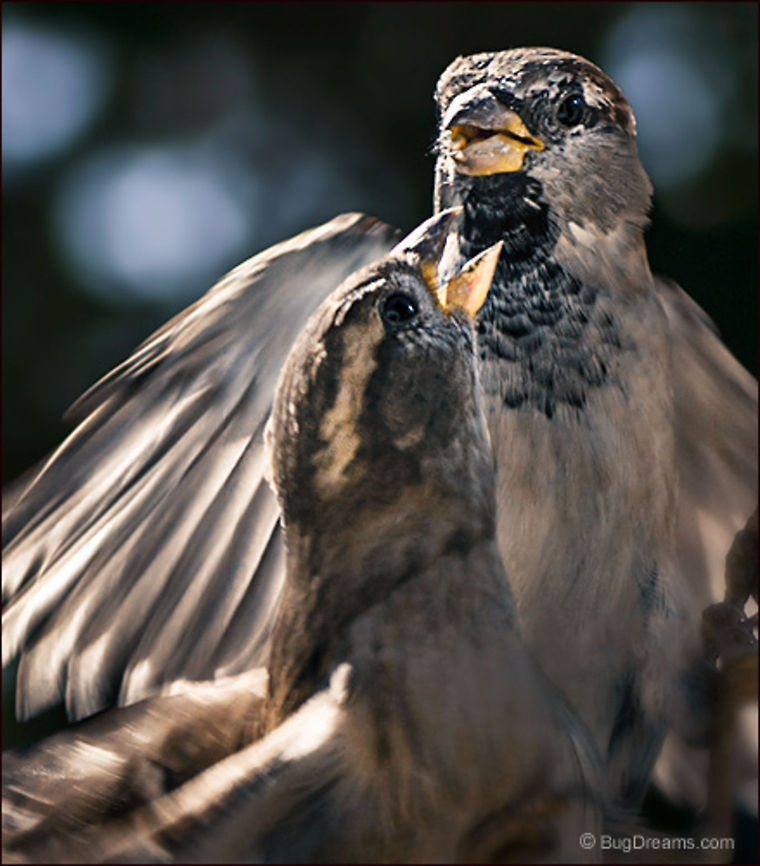 Another Holiday Argument | Passer domesticus Another holiday argument, an avian family<br />
 struggling against an undercurrent of rage,<br />
 a patina of politeness stripped<br />
 away by the wind.<br />
<br />
Wild Light Post: <a href="http://www.bugdreams.com/archives/holiday/" rel="nofollow">http://www.bugdreams.com/archives/holiday/</a> House Sparrow,Passer domesticus,bird,birdwatching,fight,flight,passer domesticus,songbird,sparrow,wild,wildlife,wings