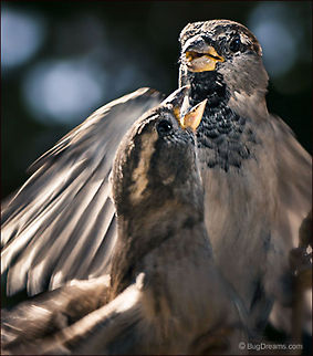 Another Holiday Argument | Passer domesticus Another holiday argument, an avian family
 struggling against an undercurrent of rage,
 a patina of politeness stripped
 away by the wind.

Wild Light Post: http://www.bugdreams.com/archives/holiday/ House Sparrow,Passer domesticus,bird,birdwatching,fight,flight,passer domesticus,songbird,sparrow,wild,wildlife,wings