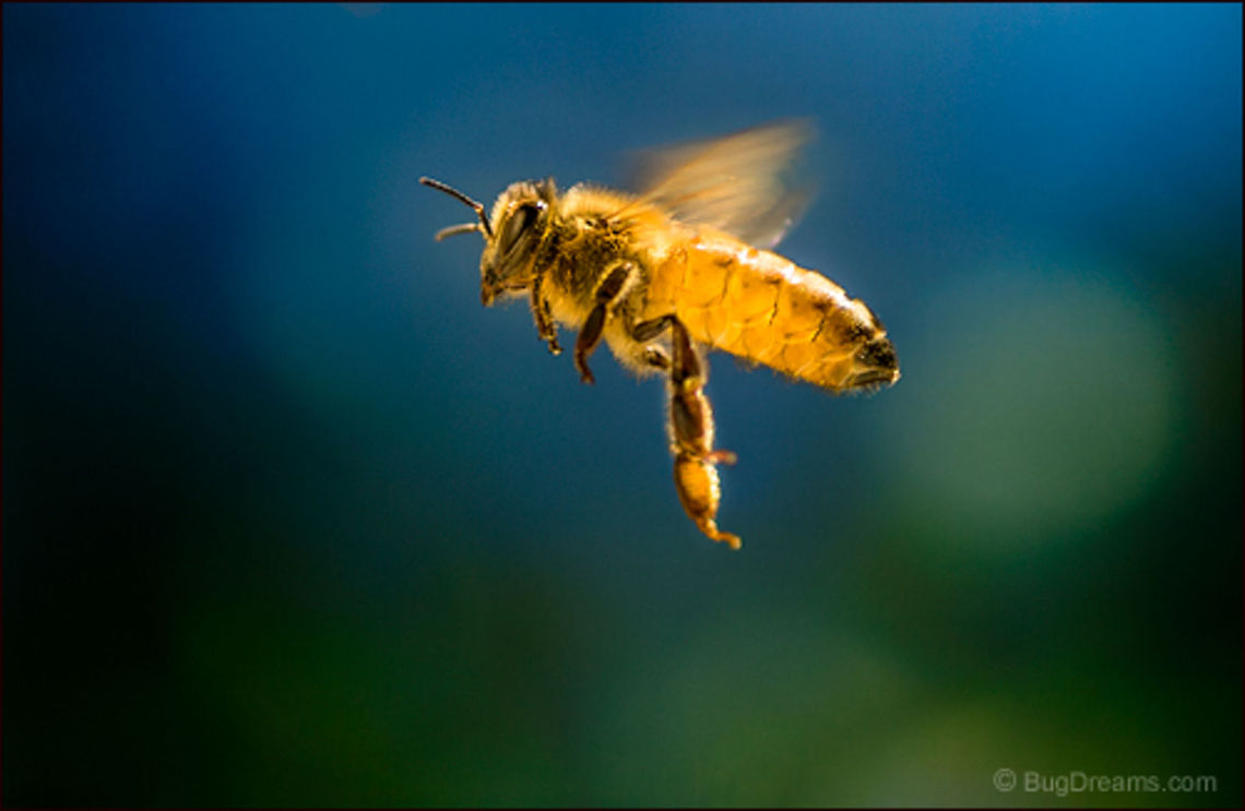 Frozen Fire | Apis mellifera Frozen fire lost in winter's pocket,<br />
 punching a complicated path<br />
 through windblown snowdrifts.<br />
<br />
Wild Light Post: <a href="http://www.bugdreams.com/archives/frozen-fire/" rel="nofollow">http://www.bugdreams.com/archives/frozen-fire/</a> Apis mellifera,Apis mellifera ligustica,European honey bee,Western honey bee,apis,bee,beekeeping,entomology,flight,flower,garden,hive,honey,honey bee,honeybee,insect,invertebrate,pollen,pollinate,sun