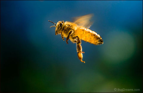 Frozen Fire | Apis mellifera Frozen fire lost in winter's pocket,
 punching a complicated path
 through windblown snowdrifts.

Wild Light Post: http://www.bugdreams.com/archives/frozen-fire/ Apis mellifera,Apis mellifera ligustica,European honey bee,Western honey bee,apis,bee,beekeeping,entomology,flight,flower,garden,hive,honey,honey bee,honeybee,insect,invertebrate,pollen,pollinate,sun