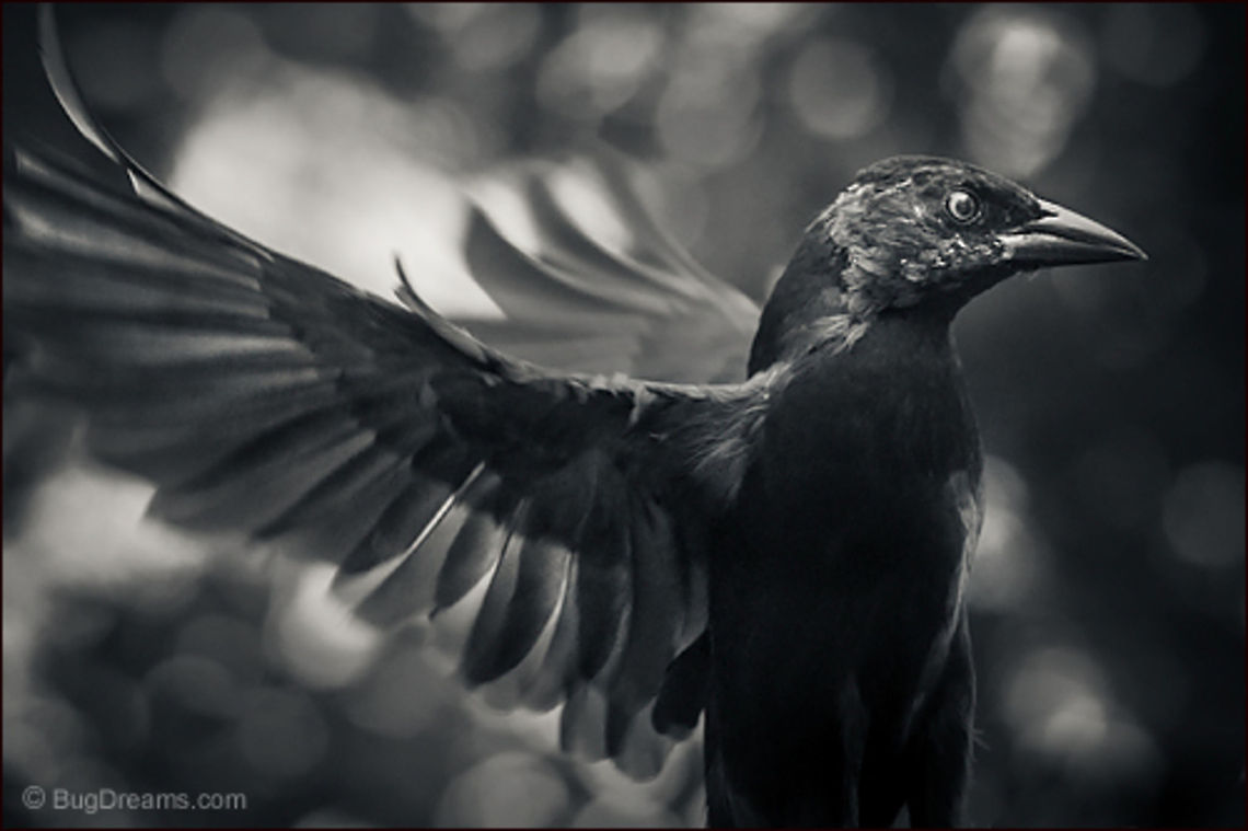 Spun From Clouds | Quiscalus quiscula An aerial phantom spun from clouds gathers darkness,<br />
 almost convinced she&rsquo;s safe.<br />
<br />
Wild Light Post: <a href="http://www.bugdreams.com/archives/spun-from-clouds/" rel="nofollow">http://www.bugdreams.com/archives/spun-from-clouds/</a> Common Grackle,Quiscalus quiscula,bird,flight,grackle,motion,wildlife,wings