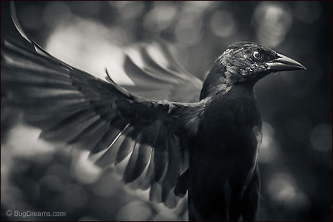 Spun From Clouds | Quiscalus quiscula An aerial phantom spun from clouds gathers darkness,
 almost convinced she’s safe.

Wild Light Post: http://www.bugdreams.com/archives/spun-from-clouds/ Common Grackle,Quiscalus quiscula,bird,flight,grackle,motion,wildlife,wings