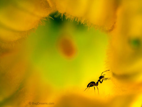 Lost God | Tetramorium caespitum Looking for cab fare, traveling from dawn to dusk,
 a lost god falls into a colorful snare.

Wild Light Post: http://www.bugdreams.com/archives/lost-god/ Formicidae,Pavement ant,Tetramorium caespitum,ant,biodiversity,flower,insect,invertebrate,nature,plant,road,wild,wildlife