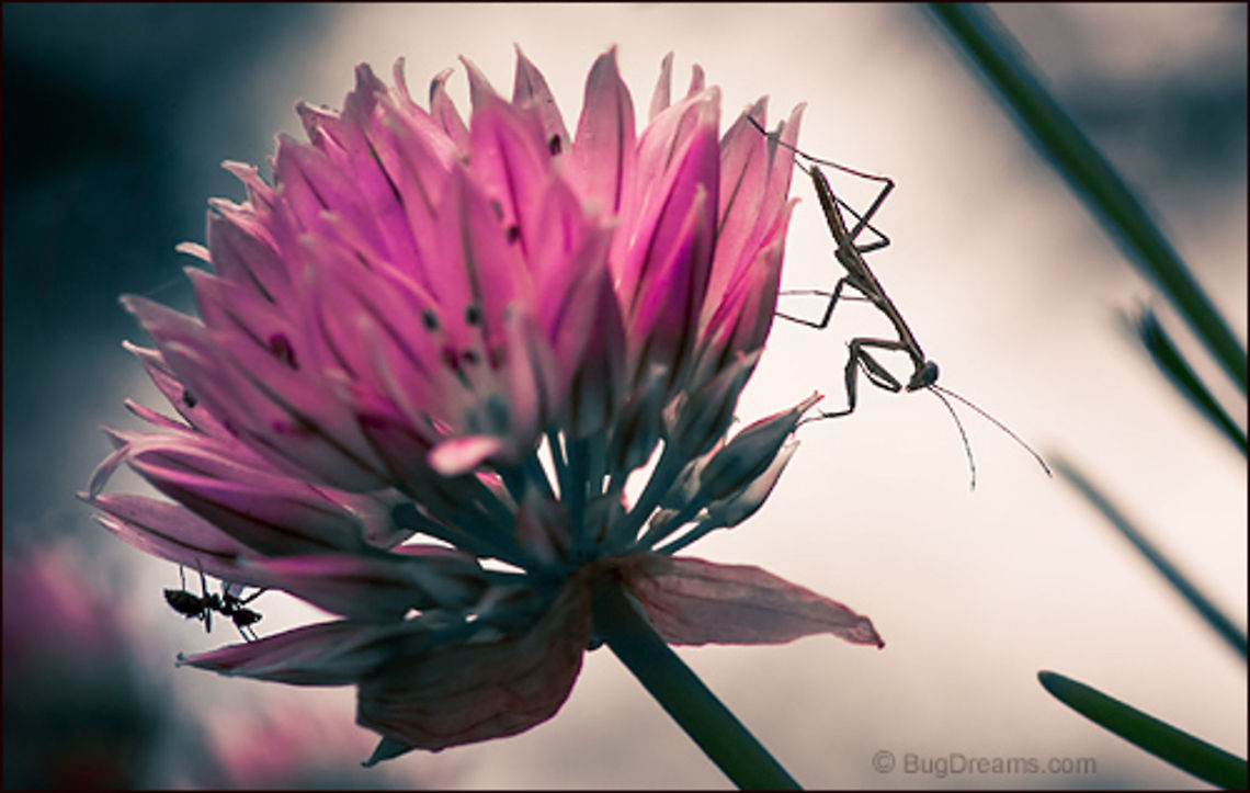 Crowded Petals | Tenodera aridifolia sinensis Hunting elusive shadows, a ghostly intruder<br />
 is never too late but always too early,<br />
 alone among crowded petals.<br />
<br />
Wild Light Post: <a href="http://www.bugdreams.com/archives/crowded-petals/" rel="nofollow">http://www.bugdreams.com/archives/crowded-petals/</a><br />
 Dictyoptera,Formicidae,Mantidae,Pavement ant,Tenodera aridifolia sinensis,Tetramorium caespitum,ant,biodiversity,entomology,flower,garden,hunt,invertebrate,mantis,nymph,praying mantis