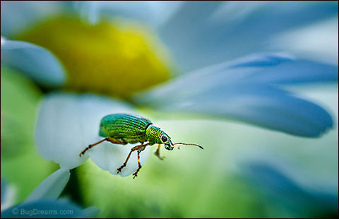 Junkyard Imp | Polydrusus impressifrons Chasing phantoms through the garden,
 a junkyard imp crosses a delicate bridge
 over the abyss.

Wild Light Post: http://www.bugdreams.com/archives/junkyard-imp/
 A Weevil,Leaf weevil,Pale Green weevil,Polydrusus impressifrons,biodiversity,insect,invertebrate,nature,weevil,wildlife