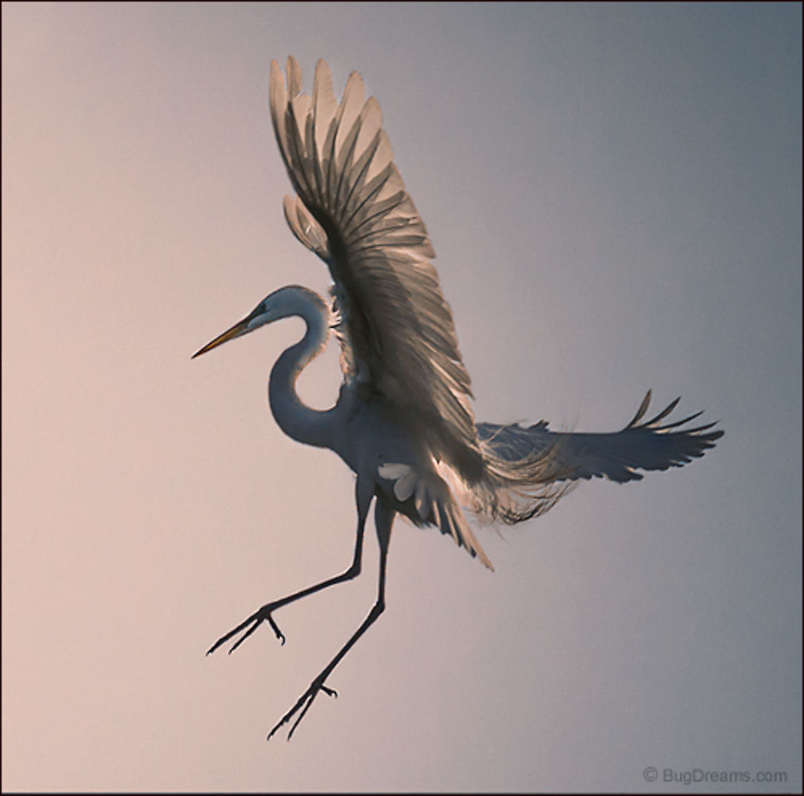 No Boundaries | Ardea alba Making up for lost time, an egret leaps<br />
 into the sun, a showgirl with no boundaries.<br />
<br />
Wild Light Post: <a href="http://www.bugdreams.com/archives/boundaries/" rel="nofollow">http://www.bugdreams.com/archives/boundaries/</a> Ardea alba,Common Egret,Great Egret,Great White Egret,Large Egret Great,White Heron,bird,dawn,egret,feathers,flight,sunlight,wings