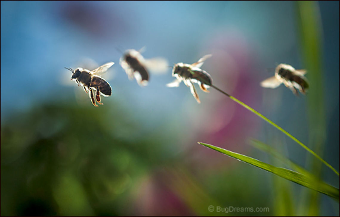 News of Flowers | Apis mellifera Bees speed through a garden, fracturing<br />
 the landscape into colors, bringing news<br />
 of flowers too big to be ignored.<br />
<br />
Wild Light Post: <a href="http://www.bugdreams.com/archives/bee-news/" rel="nofollow">http://www.bugdreams.com/archives/bee-news/</a> Apis mellifera,Apis mellifera ligustica,European honey bee,Italian honey bee,Western honey bee,apis,bee,beekeeping,flight,flower,grass,hive,honey,honey bee,honeybee,insect,invertebrate,motion,nature,pollen