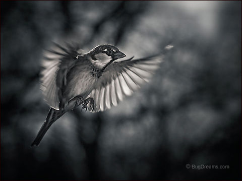 Searching for Spring | Passer domesticus A songbird searches for spring, an avian geometer
 calculates angles of light between
 late winter afternoons.

Wild Light Post: http://www.bugdreams.com/archives/searching-for-spring/ House Sparrow,Passer domesticus,bird,birdwatching,flight,passer domesticus,songbird,sparrow,wild,wildlife,wings,winter