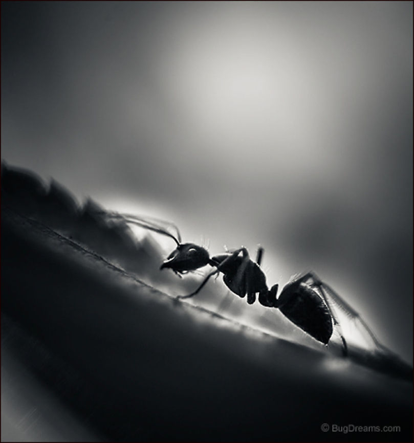Rousing the Workers | Camponotus pennsylvanicus The last light sheds its meager rays in the lost corners of the world, unraveling a tiny universe, rousing the workers from sleep.<br />
<br />
Wild Light Post: <a href="http://www.bugdreams.com/archives/workers/" rel="nofollow">http://www.bugdreams.com/archives/workers/</a><br />
<br />
Eastern black carpenter ant | Camponotus pennsylvanicus Black carpenter ant,Camponotus pennsylvanicus,Eastern black carpenter ant,Formicidae,ant,biodiversity,black and white,carpenter ant,insect,invertebrate,leaf,nature,wild