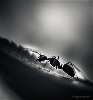 Rousing the Workers | Camponotus pennsylvanicus The last light sheds its meager rays in the lost corners of the world, unraveling a tiny universe, rousing the workers from sleep.

Wild Light Post: http://www.bugdreams.com/archives/workers/

Eastern black carpenter ant | Camponotus pennsylvanicus Black carpenter ant,Camponotus pennsylvanicus,Eastern black carpenter ant,Formicidae,ant,biodiversity,black and white,carpenter ant,insect,invertebrate,leaf,nature,wild