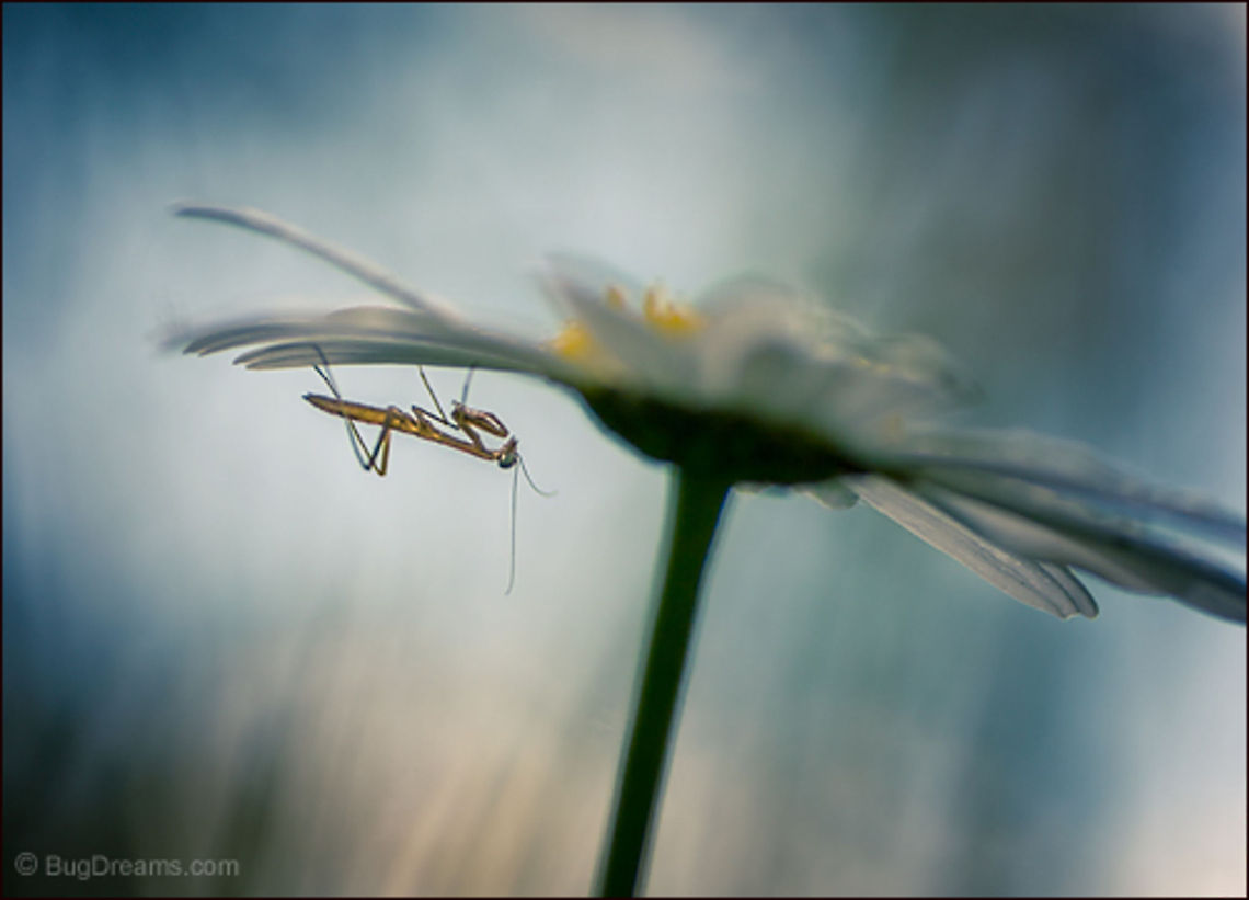 All Light and Grace | Tenodera aridifolia sinensis All light and grace, a new-born mantis<br />
 unfolds wrinkles in the garden light, exchanging<br />
 signals with future prey.<br />
<br />
Wild Light Post: <a href="http://www.bugdreams.com/archives/light-grace/" rel="nofollow">http://www.bugdreams.com/archives/light-grace/</a> Bellis perennis,Chinese Mantis,Common Daisy,Common daisy,Dictyoptera,English daisy,Lawn Daisy,Mantidae,Tenodera aridifolia sinensis,Tenodera sinensis,entomology,garden,insect,invertebrate,mantis,nymph,praying mantis
