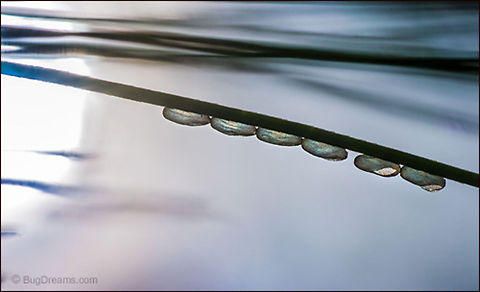Hatching Spring Snowing today, but I'm hearing rumors of Spring.
Several insect eggs in a white pine are left to glow
 in the sun after hatching.

Wild Light Post: http://www.bugdreams.com/archives/hatching-spring/ Eastern White Pine,Pinus strobus,backyard,biodiversity,birth,egg,insect,invertebrate,larva,light,nature,needle,plant,sun,sunlight,tree