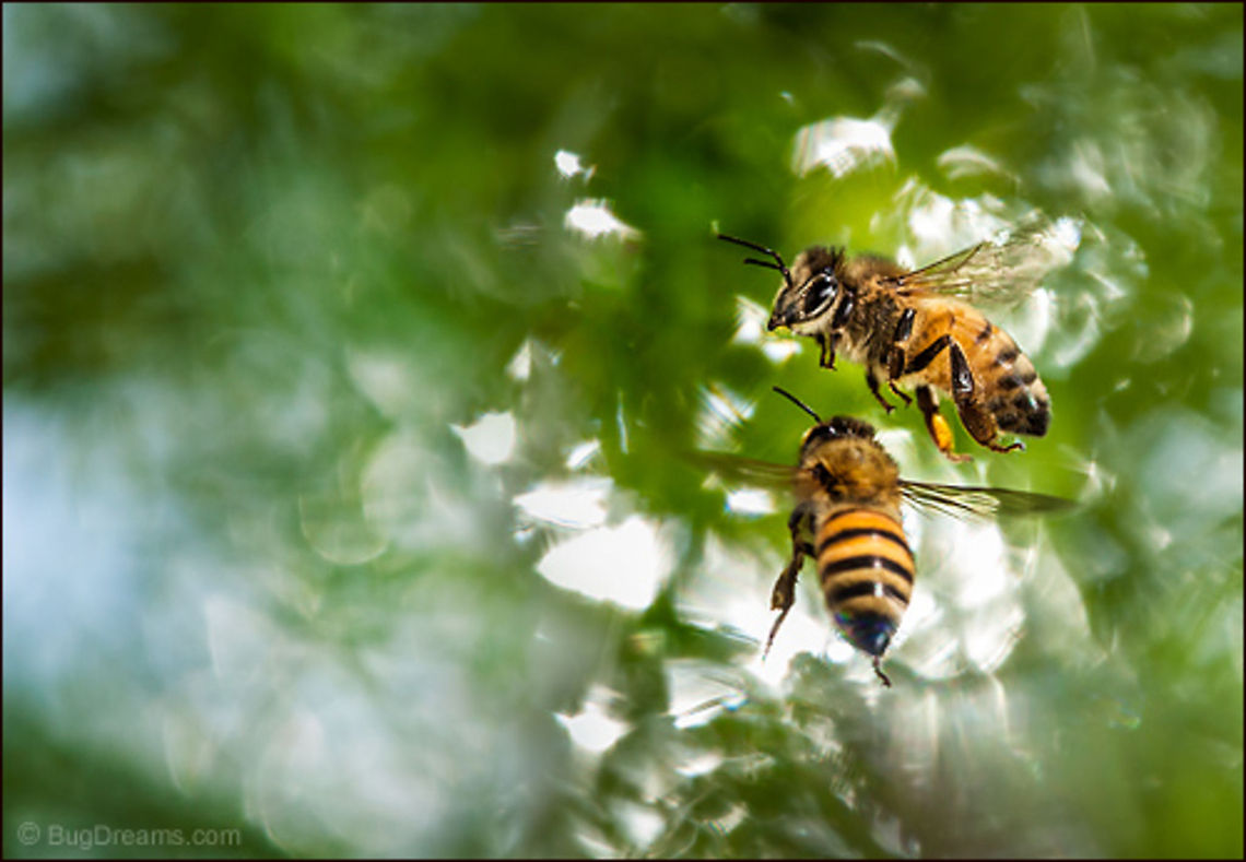 Addicted to Speed | Apis mellifera Honey bees addicted to moving faster and faster,<br />
 the smallest amusement park ride<br />
 is loud enough to wake the entire garden.<br />
<br />
Wild Light Post: <a href="http://www.bugdreams.com/archives/addicted-to-speed/" rel="nofollow">http://www.bugdreams.com/archives/addicted-to-speed/</a> Apis mellifera,Apis mellifera ligustica,European honey bee,Italian honey bee,Western honey bee,apis,bee,beekeeping,flight,honey bee,honeybee,insect,pollen,pollinate,sun,sunlight,wings