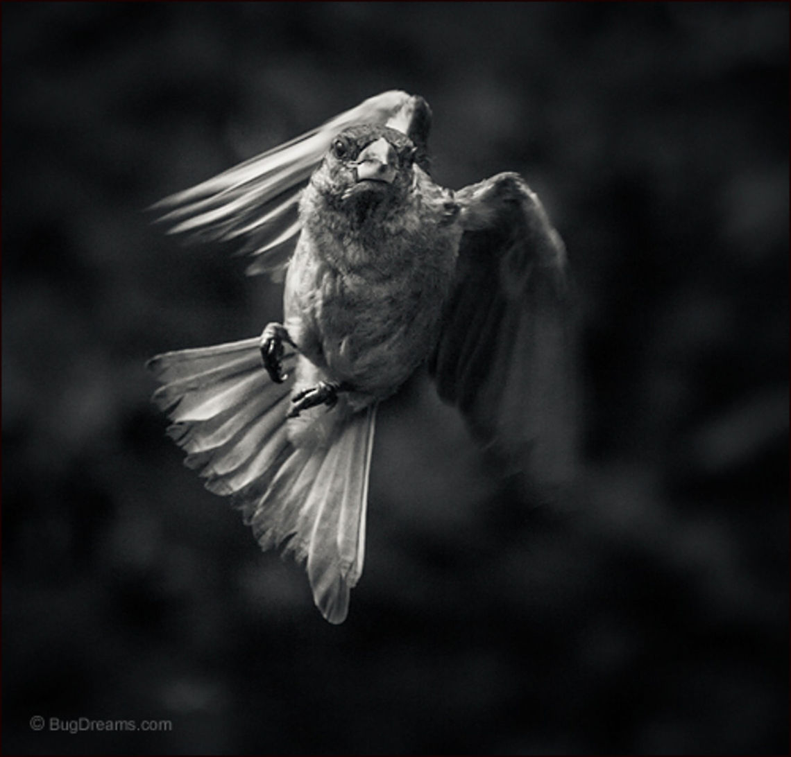 The Empire of Clouds | Passer domesticus Waking the sky from its sleep,<br />
 a songbird flees the empire of clouds.<br />
<br />
Wild Light Post: <a href="http://www.bugdreams.com/archives/empire-of-clouds/" rel="nofollow">http://www.bugdreams.com/archives/empire-of-clouds/</a><br />
 House Sparrow,Passer domesticus,bird,birdwatching,flight,passer domesticus,songbird,sparrow,wild,wildlife,wings