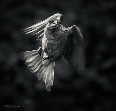 The Empire of Clouds | Passer domesticus Waking the sky from its sleep,
 a songbird flees the empire of clouds.

Wild Light Post: http://www.bugdreams.com/archives/empire-of-clouds/
 House Sparrow,Passer domesticus,bird,birdwatching,flight,passer domesticus,songbird,sparrow,wild,wildlife,wings