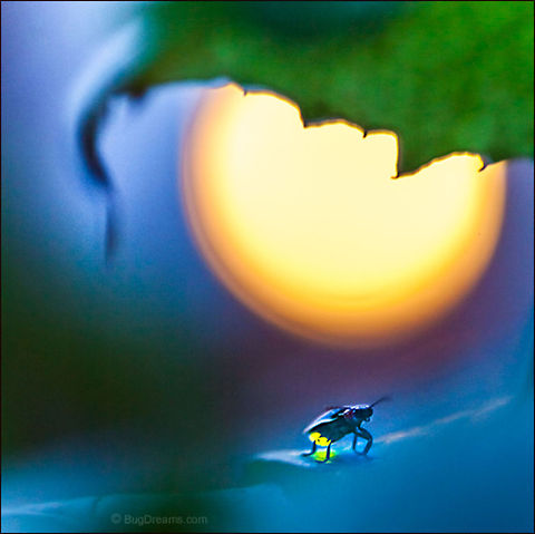 Ghost of Future Summers | Photinus pyralis A ghost of everyone's summer dreams,
 a firefly waits out the last traces of winter.

Wild Light Post: http://www.bugdreams.com/archives/summer-ghost/
 Common eastern firefly,Photinus,Photinus pyralis,beetle,big dipper,bioluminescence,dusk,eastern firefly,energy,evening,field,firefly,glowworm,grass,insect,invertebrate,lawn,leaf,light,lightning bug