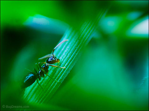 A Complicated Past | Camponotus pennsylvanicus Hiding from a complicated past, her last days
 spent busily sorting specimens of plants and minerals.

Wild Light Post: http://www.bugdreams.com/archives/complicated/ Black carpenter ant,Camponotus pennsylvanicus,Eastern black carpenter ant,Formicidae,ant,biodiversity,carpenter ant,green,insect,invertebrate,nature,plant,wild,wildlife