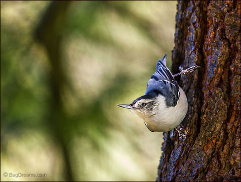 Tall Tales | Sitta carolinensis Commanding a spring breeze to change direction,
 a nuthatch tells tall tales to a wolf.

Wild Light Post: http://www.bugdreams.com/archives/tall-tales/
 Eastern White Pine,Pinus strobus,Sitta carolinensis,White-breasted Nuthatch,bird,birdwatching,flight,nuthatch,songbird,wildlife,wings