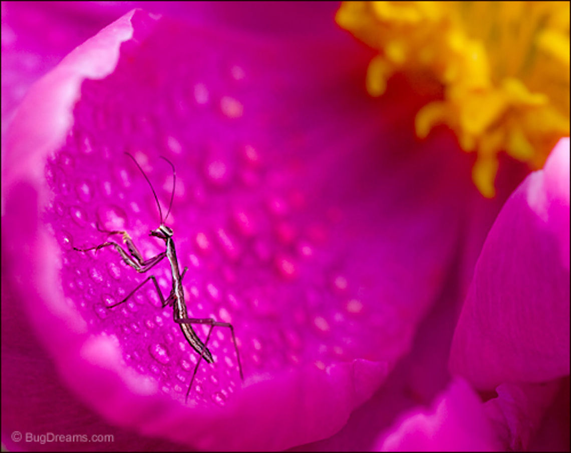 Dismantling the Magic | Tenodera aridifolia sinensis Dismantling the magic of a new world,<br />
 a newborn mantis learns what it means<br />
 to be a showman.<br />
<br />
Wild Light Post: <a href="http://www.bugdreams.com/archives/magic-2/" rel="nofollow">http://www.bugdreams.com/archives/magic-2/</a> Chinese Mantis,Dictyoptera,Mantidae,Tenodera aridifolia sinensis,Tenodera sinensis,entomology,flower,garden,insect,invertebrate,mantid,mantis,nature,nymph,praying mantis