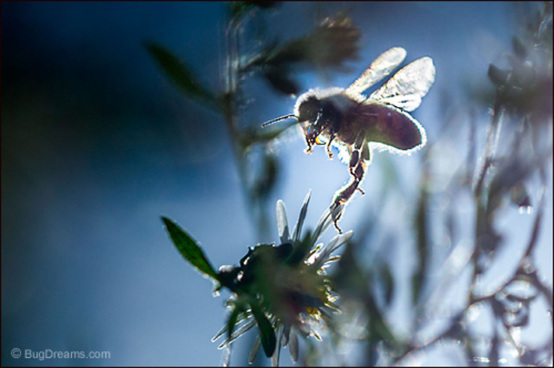 Hiding Her Obsessions | Apis mellifera A newcomer to the pollination game, she slips<br />
 out of focus while arranging her flight, hiding<br />
 her obsessions to keep the world at bay.<br />
<br />
Wild Light Post: <a href="http://bit.ly/1omhCDP" rel="nofollow">http://bit.ly/1omhCDP</a> Apis mellifera,Apis mellifera ligustica,European honey bee,Italian honey bee,Western honey bee,apis,bee,beekeeping,flight,flower,garden,honey bee,honeybee,insect,invertebrate,pollen,pollinate,sun,wings