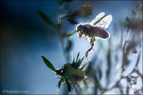 Hiding Her Obsessions | Apis mellifera A newcomer to the pollination game, she slips
 out of focus while arranging her flight, hiding
 her obsessions to keep the world at bay.

Wild Light Post: http://bit.ly/1omhCDP Apis mellifera,Apis mellifera ligustica,European honey bee,Italian honey bee,Western honey bee,apis,bee,beekeeping,flight,flower,garden,honey bee,honeybee,insect,invertebrate,pollen,pollinate,sun,wings
