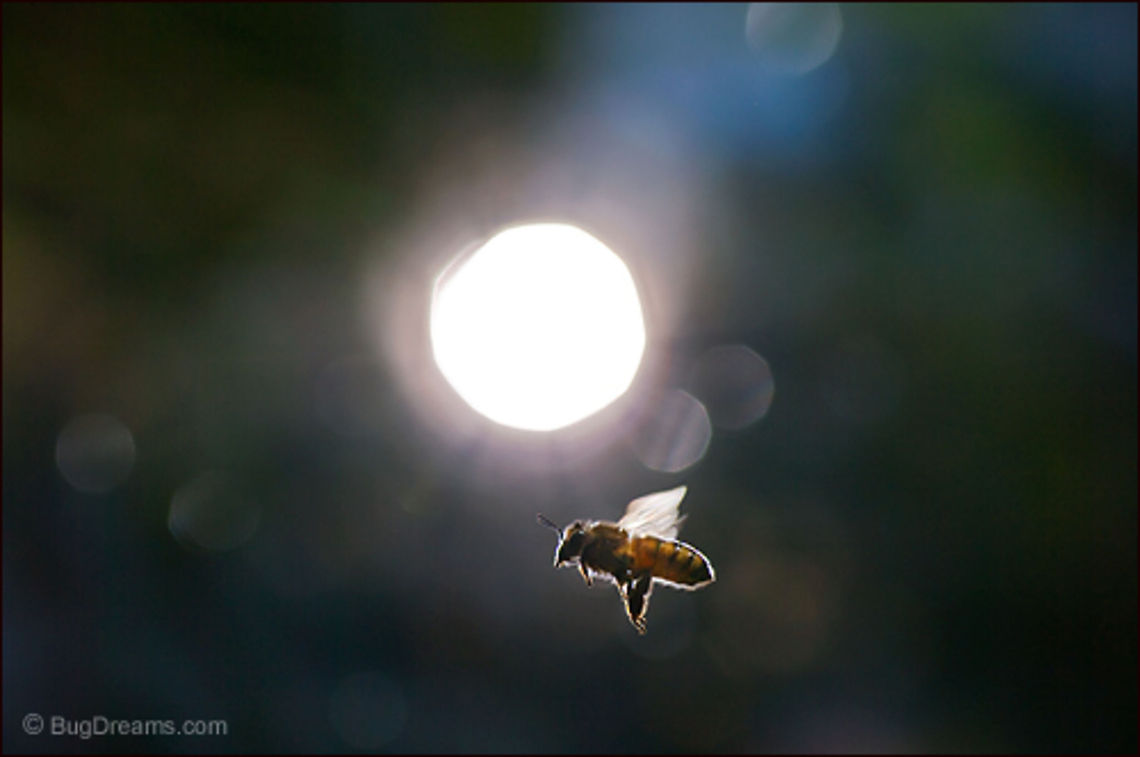 Golden Trickster | European Honey bee A golden trickster has the best pair of wings<br />
this side of the Moon.<br />
<br />
Original Post: <a href="http://www.bugdreams.com/archives/golden-trickster/" rel="nofollow">http://www.bugdreams.com/archives/golden-trickster/</a> Apis mellifera,European Honey bee,Hymenoptera,Western honey bee(Apis mellifera),hive,honey,pollen