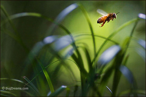 Mutiny | European Honey bee The ongoing adventures of a honey bee,
her unpredictable twists a mutiny against the sky.

Original Post: http://www.bugdreams.com/archives/mutiny/ Apis mellifera,European Honey bee,Hymenoptera,Western honey bee(Apis mellifera),hive,honey,pollen