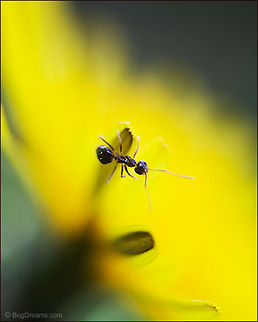 Golden Labyrinth | Pavement ant An ant calculates the path
through a golden labyrinth,
an insect with an eye for atmosphere
mapping a dandelion&rsquo;s unknown cartography.

Original Post: http://www.bugdreams.com/archives/golden-labyrinth/ Flowers,Pavement ant,Tetramorium caespitum,dandelion,insects