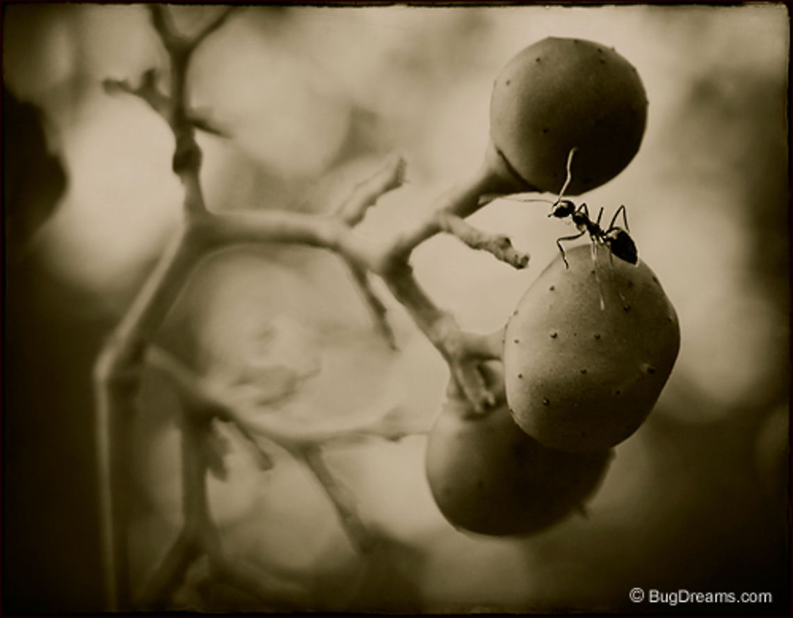 Hidden Treasure | Pavement ant Caught between a planet & a moon,<br />
a small explorer finds a treasure<br />
hidden in plain sight.<br />
<br />
Original Post: <a href="http://www.bugdreams.com/archives/hidden-treasure/" rel="nofollow">http://www.bugdreams.com/archives/hidden-treasure/</a> Insects,Pavement ant,Tetramorium caespitum,berry,plants