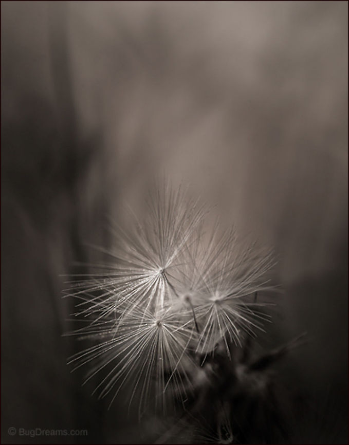 Sterile Jewels | Taraxacum officinale Scattered seeds smuggle time<br />
 in the failing light, sterile jewels soon<br />
 to be reclaimed by the elements.<br />
<br />
Wild Light Post: <a href="http://www.bugdreams.com/archives/jewels" rel="nofollow">http://www.bugdreams.com/archives/jewels</a> Common dandelion,Dandelion,Taraxacum officinale,dandelion,garden,photograph,plant,seed