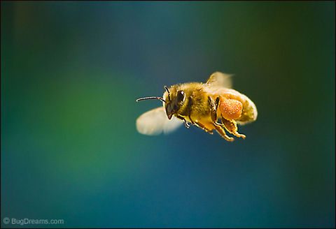 Heavy Load | European Honey bee Moving lightly over the earth
with a heavy load of pollen,
her shift ending pretty much
the same as the last.

Original Post: http://www.bugdreams.com/archives/heavy-load/ Apis mellifera,European Honey bee,Hymenoptera,Western honey bee(Apis mellifera),hive,honey,pollen