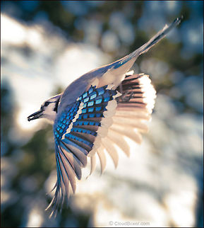 Blue Vengeance | Cyanocitta cristata Back with a blue vengeance
after a self-imposed exile,
leaving a memory of clear sky
with no time to waste.

Original Post: http://www.bugdreams.com/archives/blue-vengeance/ Blue,Cyanocitta cristata,Garrulus,birds,bluejay,flight