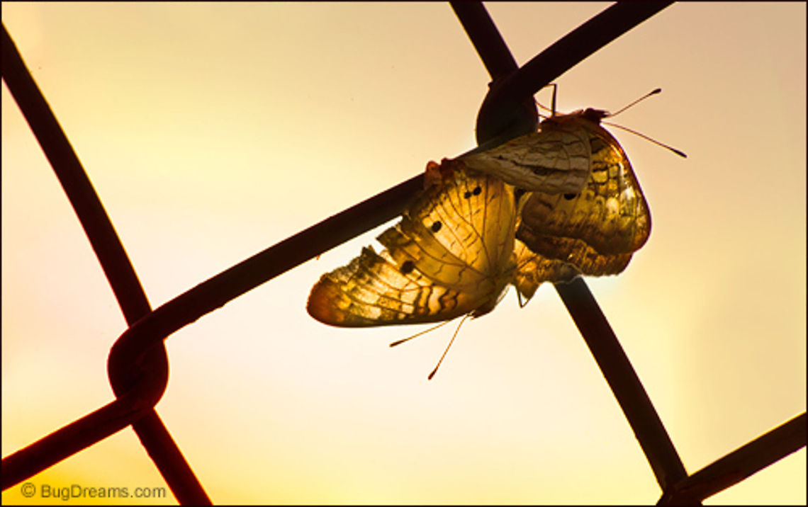 Don’t Fence Me In - Butterflies Don&rsquo;t Fence Me In<br />
<br />
Coupling in the day&rsquo;s last light,<br />
butterflies mate on the hard boundary<br />
between freeway and meadow,<br />
their courtship burns out the sun.<br />
<br />
Original Post: <a href="http://www.bugdreams.com/archives/fence/" rel="nofollow">http://www.bugdreams.com/archives/fence/</a> Anartia jatrophae,Rhopalocera,White Peacock,butterfly,insects,sex,sunset,wings