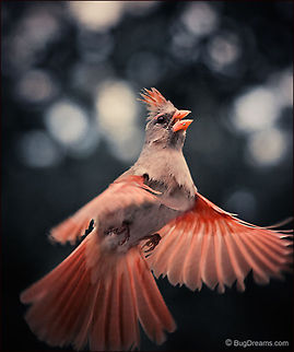 Conjuring Act | Northern Cardinal Lighting up a tired old landscape,
performing her conjuring act
of buoyancy and simplicity,
burning through the sky.

Original Post: http://www.bugdreams.com/archives/conjuring-act/ Cardinalis cardinalis,Northern Cardinal,birds,flight,red