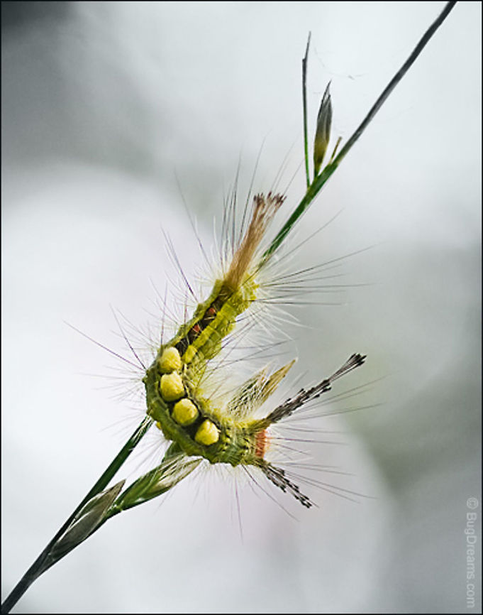Red-headed puzzle | Tussock Moth caterpillar Lend a comb to the Tussock Moth caterpillar,<br />
tufts like disembodied teeth,<br />
a red-headed, arthropod puzzle of yellow stripes,<br />
mix of moody poise and late-Victorian symmetry.<br />
<br />
Original Post: <a href="http://www.bugdreams.com/archives/red-headed-puzzle/" rel="nofollow">http://www.bugdreams.com/archives/red-headed-puzzle/</a> Orgyia leucostigma,White-marked tussock moth,caterpillar,insects,moth