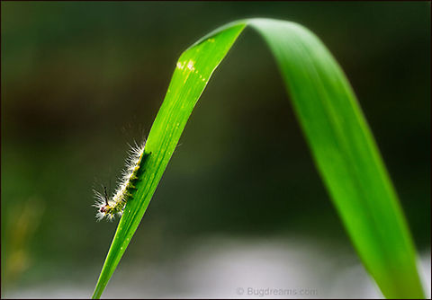 Roller Coaster | Tussock Moth caterpillar A roller coaster in the tall grass beside the roar of the Huron River,
 a tussock moth caterpillar surfs a blade between the light and me.

Original Post: http://www.bugdreams.com/archives/roller-coaster/ Orgyia leucostigma,White-marked Tussock Moth caterpillar,White-marked tussock moth,caterpillar,moth