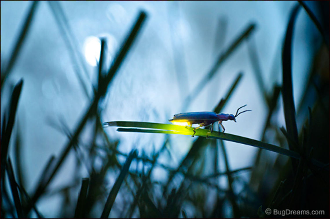 Holiday Lights | Photinus pyralis A living light, ornament of summer evenings past,<br />
juggling suitors too excited for their own good,<br />
judging the flight of tiny suns.<br />
<br />
Original Post: <a href="http://www.bugdreams.com/archives/holiday-lights/" rel="nofollow">http://www.bugdreams.com/archives/holiday-lights/</a> Macro,Photinus pyralis,Photinus pyralis Blow,firefly,glowworm,lightning bug,summer