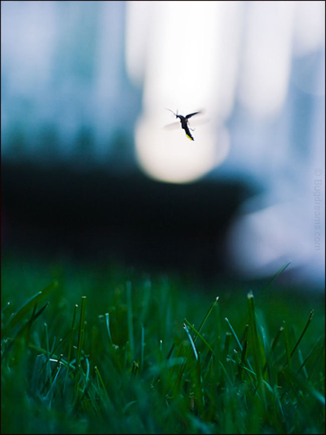 Looking for Love | Photinus pyralis Looking for love on a hot summer night, <br />
a male firefly cruises above a green lawn searching for willing female. <br />
Any bets on his luck in the flash dance?<br />
<br />
Original Post: <a href="http://www.bugdreams.com/archives/looking-for-love/" rel="nofollow">http://www.bugdreams.com/archives/looking-for-love/</a> Photinus pyralis,Photinus pyralis Blow,firefly,glowworm,lightning bug,summer