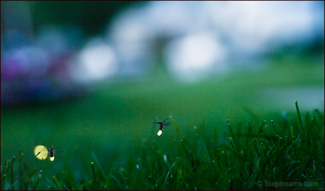 Evening Shadows | Summer Memories | Photinus pyralis Unseen by a busy world,<br />
fireflies rustle through unused lawns,<br />
their flickers dissolving into evening shadows,<br />
last link to the spirit world of summer memories.<br />
<br />
Original Post: <a href="http://www.bugdreams.com/archives/summer-memories/" rel="nofollow">http://www.bugdreams.com/archives/summer-memories/</a> Photinus pyralis,Photinus pyralis Blow,firefly,glowworm,lightning bug,summer