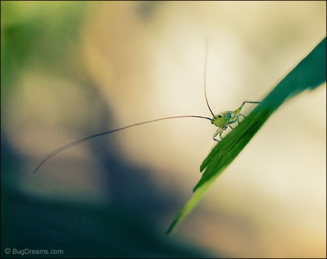 The Angles Between Leaves | Katydid A wild-eyed Katydid dreams of the angles between leaves,<br />
weaving a spell no one will notice.<br />
<br />
Original Post: <a href="http://www.bugdreams.com/archives/angles-between-leaves/" rel="nofollow">http://www.bugdreams.com/archives/angles-between-leaves/</a> Tettigoniidae,bush-cricket,insects,katydid,long-horned grasshopper