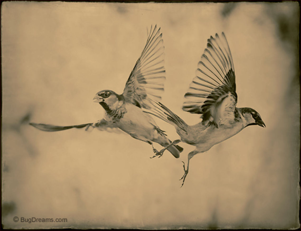 Commotion in the Sky | Passer domesticus A commotion in the sky, <br />
tripping heedlessly through breezes,<br />
bearing messages to the poles. <br />
<br />
Original Post: <a href="http://www.bugdreams.com/archives/commotion/" rel="nofollow">http://www.bugdreams.com/archives/commotion/</a> Passer domesticus,Passeridae,birds,flight,songbird,sparrow