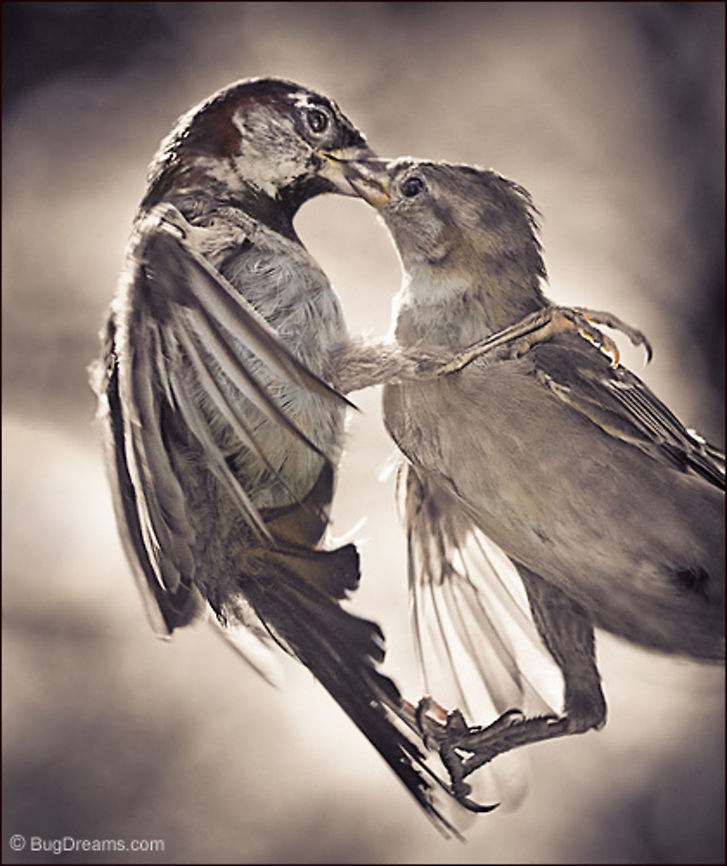 Songbirds in Love | Passer domesticus Together in a world they hardly recognize,<br />
after the breakup of a long relationship,<br />
he&rsquo;ll never again let her out of his sight.<br />
<br />
Original Post: <a href="http://www.bugdreams.com/archives/together-again/" rel="nofollow">http://www.bugdreams.com/archives/together-again/</a> Passer domesticus,Passeridae,birds,flight,songbird,sparrow