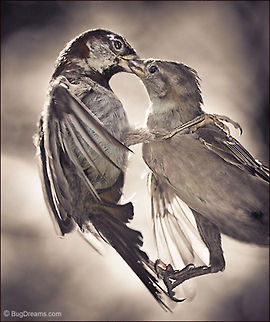 Songbirds in Love | Passer domesticus Together in a world they hardly recognize,
after the breakup of a long relationship,
he’ll never again let her out of his sight.

Original Post: http://www.bugdreams.com/archives/together-again/ Passer domesticus,Passeridae,birds,flight,songbird,sparrow