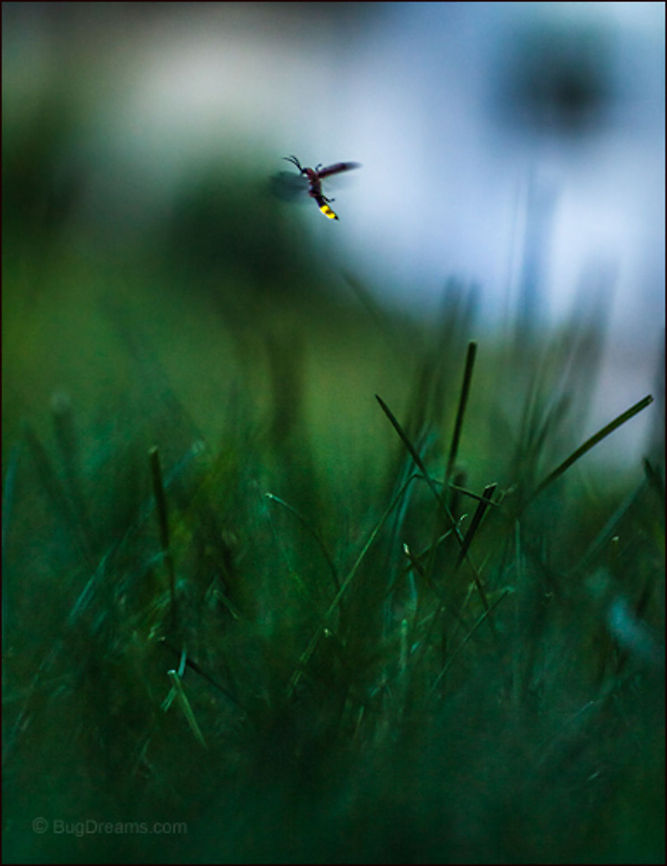 Leftover Sun | Photinus pyralis A firefly glows just beyond the threshold<br />
 of the invisible, a leftover sun<br />
 trailing sparks.<br />
<br />
Wild Light Post: <a href="http://www.bugdreams.com/archives/leftover-sun/" rel="nofollow">http://www.bugdreams.com/archives/leftover-sun/</a> Common eastern firefly,Photinus,Photinus pyralis,beetle,big dipper,biodiversity,bioluminescence,common eastern firefly,dusk,energy,firefly,glowworm,grass,insect,invertebrate,light,lightning bug,night,summer